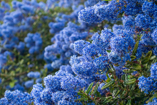 Close up view of blue ceanothus flowers.